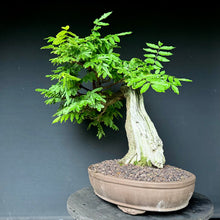 Lade das Bild in den Galerie-Viewer, Blauregen / Wisteria
