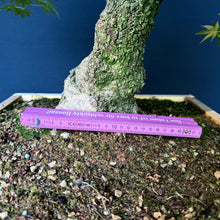 Lade das Bild in den Galerie-Viewer, Japanischer Fächerahorn / Acer palmatum „arakawa“
