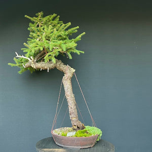 Bonsai Fichte / Picea abies