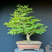 Lade das Bild in den Galerie-Viewer, Gemeine Hainbuche / Carpinus betulus
