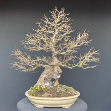 Lade das Bild in den Galerie-Viewer, Bonsai Dreispitzahorn auf Stein / Acer Burgerianum auf Stein
