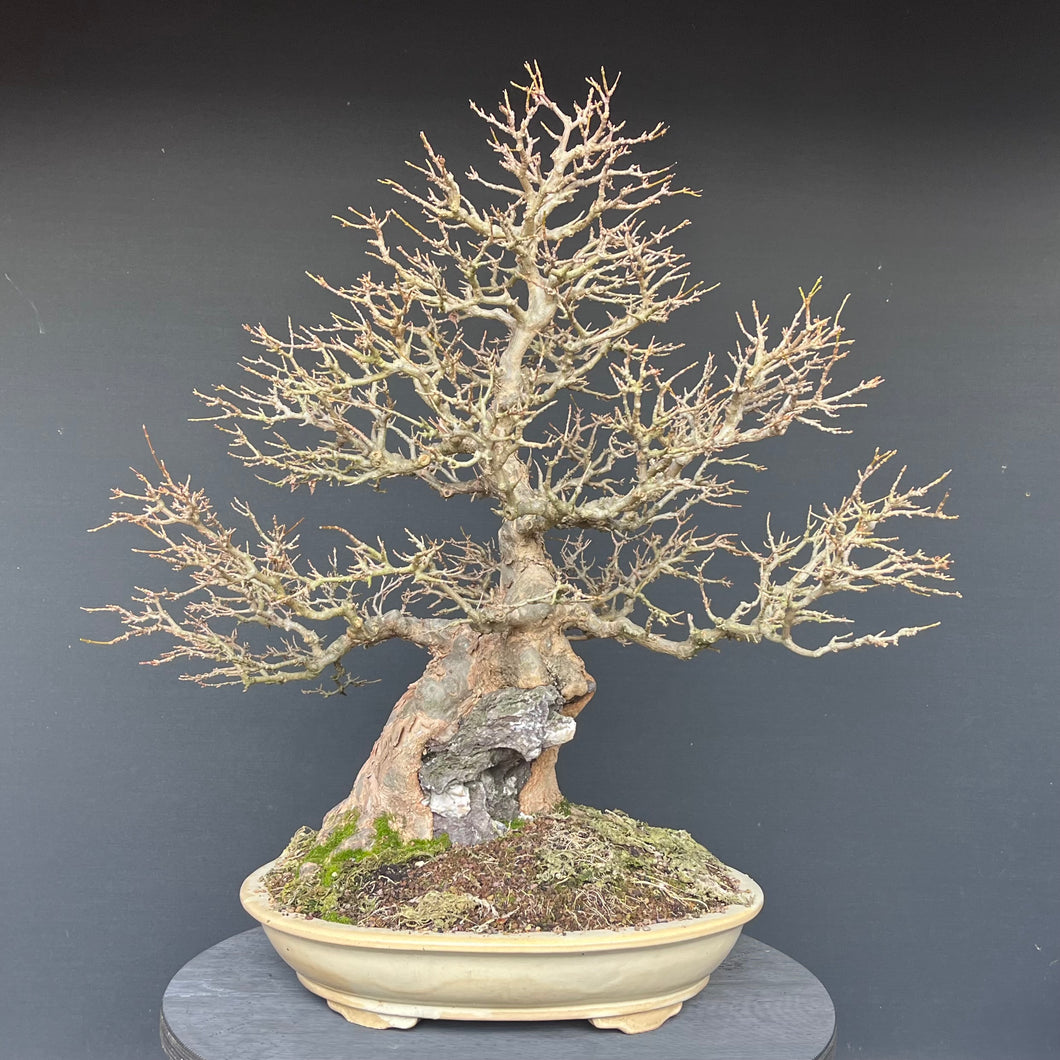 Bonsai Dreispitzahorn auf Stein / Acer Burgerianum auf Stein