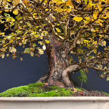 Lade das Bild in den Galerie-Viewer, Bonsai Weissdorn / Crataegus
