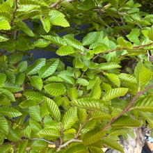 Lade das Bild in den Galerie-Viewer, Orientalische Hainbuche / Carpinus orientalis
