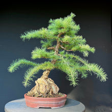 Lade das Bild in den Galerie-Viewer, Europäische Lärche / Larix decidua
