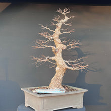 Lade das Bild in den Galerie-Viewer, Bonsai Ulme / Ulmus minor
