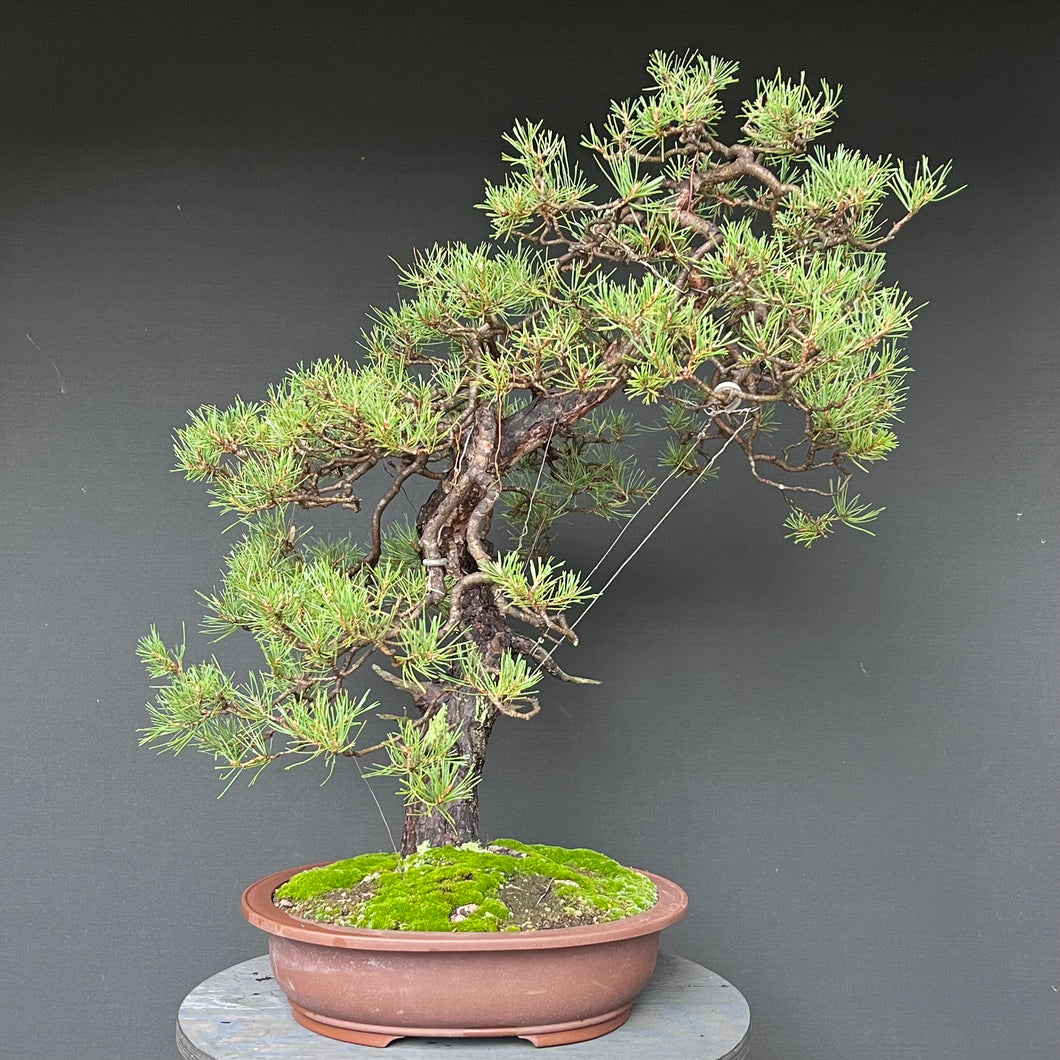 Bonsai Waldkiefer / Pinus sylvestris
