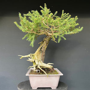 Yamadori Fichte / Picea abies