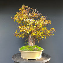 Lade das Bild in den Galerie-Viewer, Bonsai Weissdorn / Crataegus
