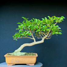 Lade das Bild in den Galerie-Viewer, Magnolie / Magnolia
