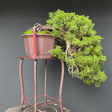 Lade das Bild in den Galerie-Viewer, Sabina Wacholder Kaskade / Juniperus sabina
