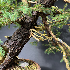 Yamadori Fichte / Picea abies