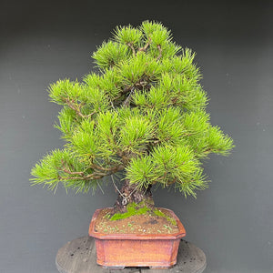 Bonsai Japanische Schwarzkiefer / Pinus thunbergii
