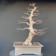 Lade das Bild in den Galerie-Viewer, Bonsai Ulme / Ulmus minor
