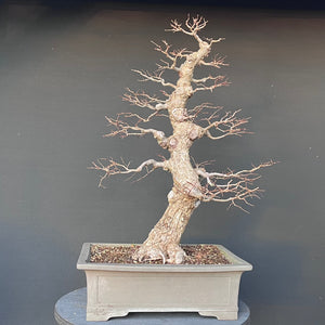 Bonsai Ulme / Ulmus minor