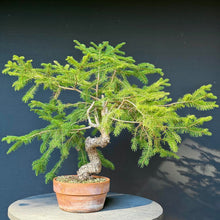 Lade das Bild in den Galerie-Viewer, Fichte / Picea abies

