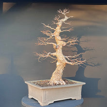 Lade das Bild in den Galerie-Viewer, Bonsai Ulme / Ulmus minor
