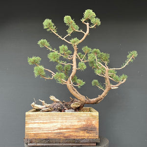 Bergkiefer / Pinus mugo