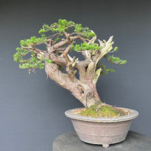 Lade das Bild in den Galerie-Viewer, Japanische Eibe / Taxus cuspidata

