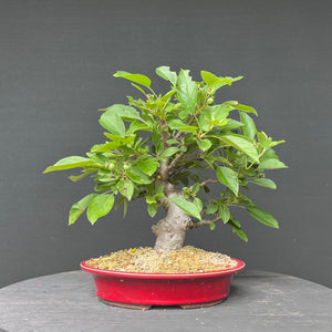 Bonsai Zierapfel / Malus sieboldii