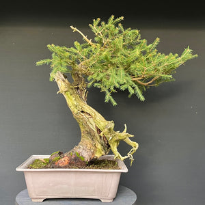 Yamadori Fichte / Picea abies