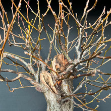 Lade das Bild in den Galerie-Viewer, Nashi-Birne / Pyrus pyrifolia
