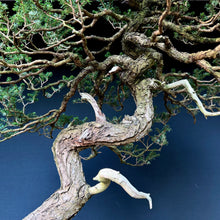 Lade das Bild in den Galerie-Viewer, Japanische Hemlocktanne / Tsuga diversifolia

