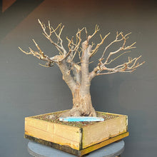 Lade das Bild in den Galerie-Viewer, Bonsai Winterlinde / Tilia cordata
