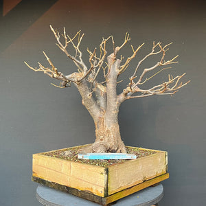 Bonsai Winterlinde / Tilia cordata