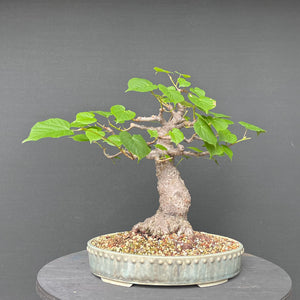 Bonsai Winterlinde / Tilia cordata