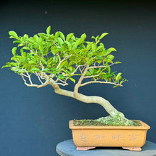 Lade das Bild in den Galerie-Viewer, Magnolie / Magnolia
