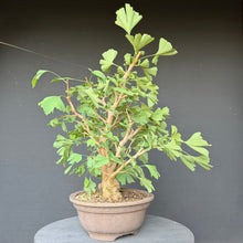 Lade das Bild in den Galerie-Viewer, Ginkgo biloba
