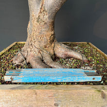 Lade das Bild in den Galerie-Viewer, Bonsai Winterlinde / Tilia cordata
