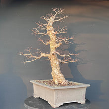 Lade das Bild in den Galerie-Viewer, Bonsai Ulme / Ulmus minor
