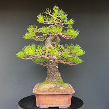 Lade das Bild in den Galerie-Viewer, Bonsai Kiefer

