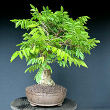 Lade das Bild in den Galerie-Viewer, Blauregen / Wisteria
