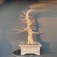 Lade das Bild in den Galerie-Viewer, Bonsai Ulme / Ulmus minor
