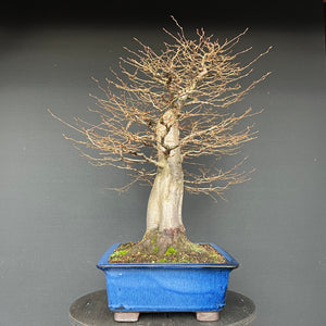Bonsai Hainbuche / Carpinus betulus