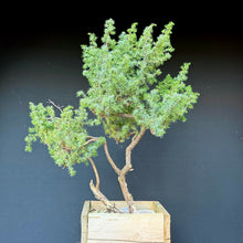 Lade das Bild in den Galerie-Viewer, Igelwacholder / Juniperus rigida
