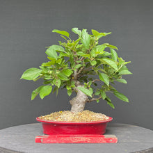 Lade das Bild in den Galerie-Viewer, Bonsai Zierapfel / Malus sieboldii
