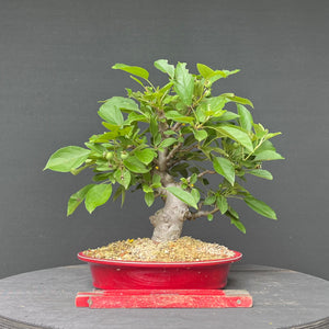Bonsai Zierapfel / Malus sieboldii