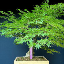 Lade das Bild in den Galerie-Viewer, Japanischer Fächerahorn / Acer palmatum „arakawa“
