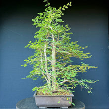 Lade das Bild in den Galerie-Viewer, Ulme / Ulmus minor
