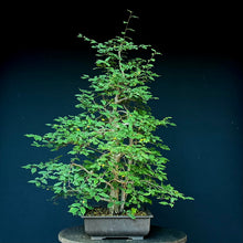 Lade das Bild in den Galerie-Viewer, Ulme / Ulmus minor
