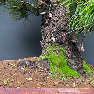 Bonsai Japanische Schwarzkiefer / Pinus thunbergii