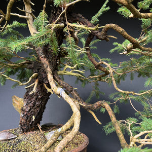 Yamadori Fichte / Picea abies