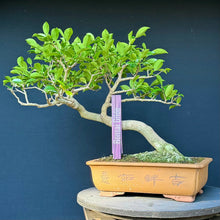 Lade das Bild in den Galerie-Viewer, Magnolie / Magnolia
