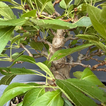 Lade das Bild in den Galerie-Viewer, Apfel / Malus jana
