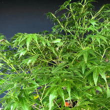 Lade das Bild in den Galerie-Viewer, Japanischer Fächerahorn / Acer palmatum „arakawa“
