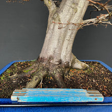 Lade das Bild in den Galerie-Viewer, Bonsai Hainbuche / Carpinus betulus
